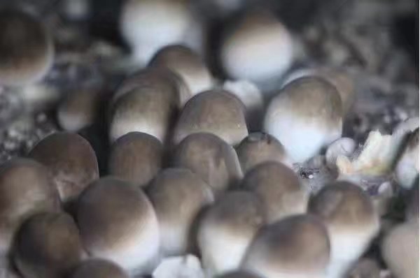 大量供应草菇菌种草菇技术资料图片