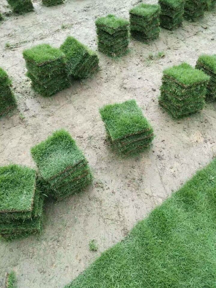 （草皮）批发马尼拉草坪大型基地    马尼拉草坪厂家图片