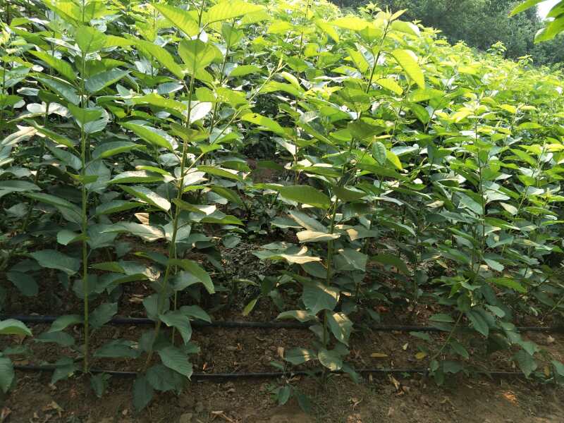泰安市种植吉塞拉樱桃苗厂家种植吉塞拉樱桃苗 吉塞拉樱桃苗基地 吉塞拉樱桃苗种植