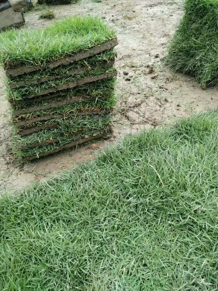 【草皮】马尼拉草坪丨马尼拉草皮丨 【草皮】马尼拉草厂家图片