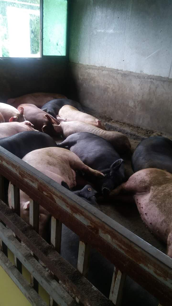 四川厂家生猪销售  生猪养殖