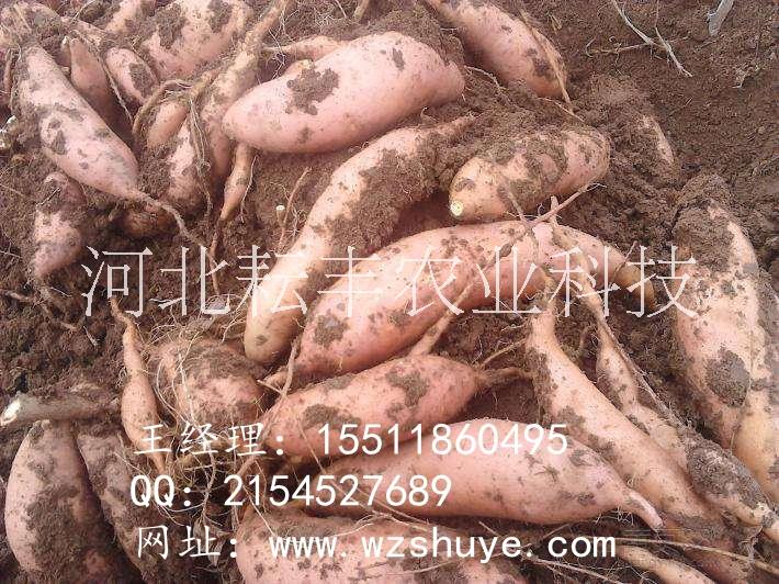 大庆北京553红薯供应批发