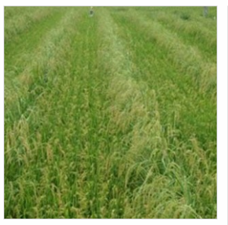 供应农作物种子常规水稻种批发