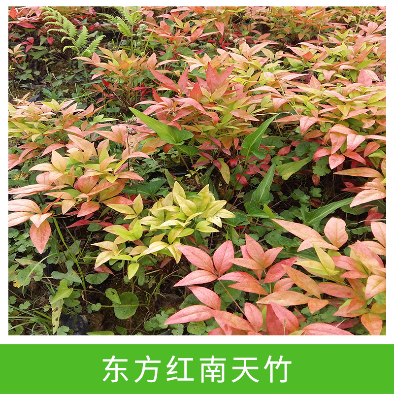 东方红南天竹盆栽  形态优美高雅 颜色火红艳丽图片