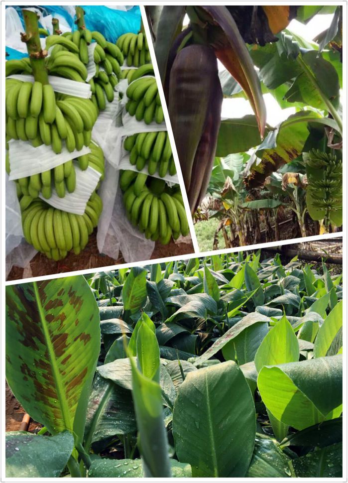 红河哈尼族彝族自治州桂蕉6号香蕉苗厂家
