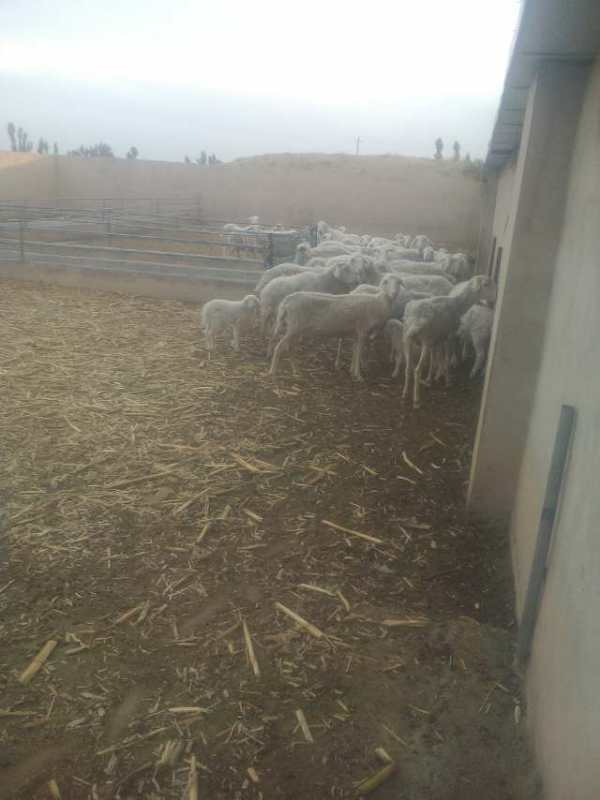 绵羊  厂家养殖绵羊   绵羊销售