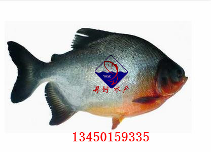 大量供应优质淡水白鲳鱼苗 13450159335