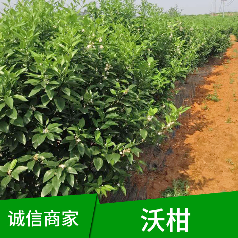 桂林市沃柑供应|沃柑供应供应商|沃柑供应 嫁接
