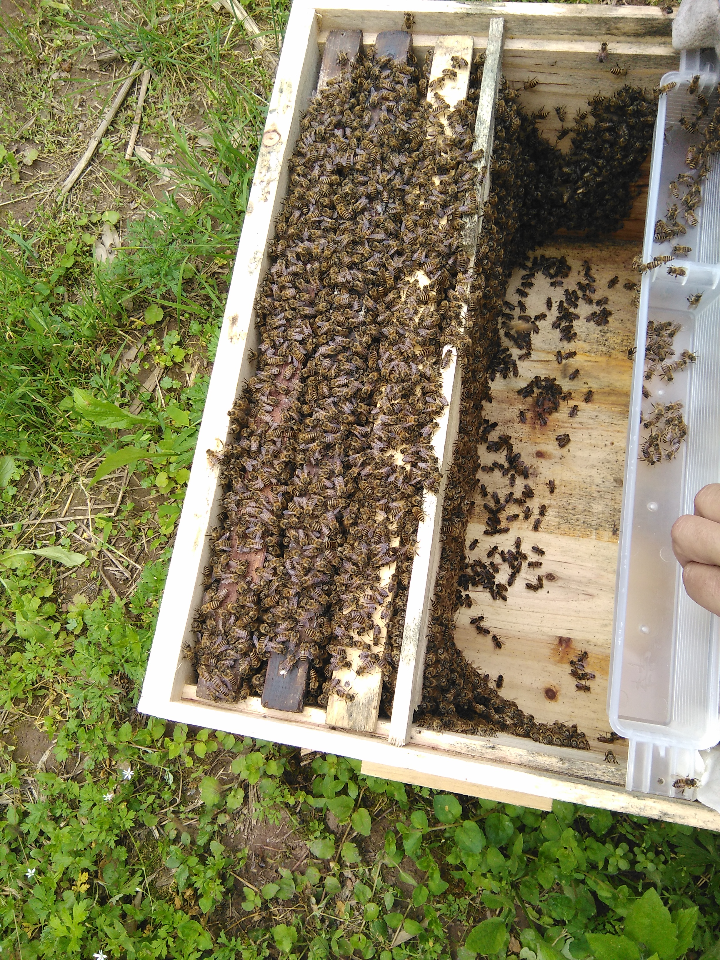春季供应优质种蜂群图片