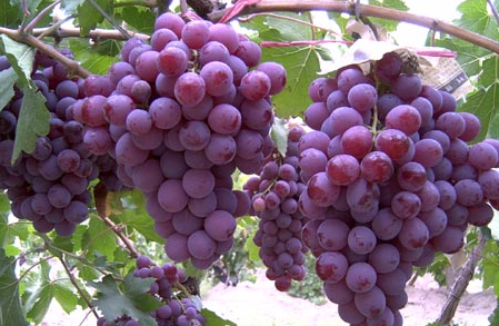 山东藤稔葡萄种植基地 葡萄批发价格 新鲜葡萄保存方法