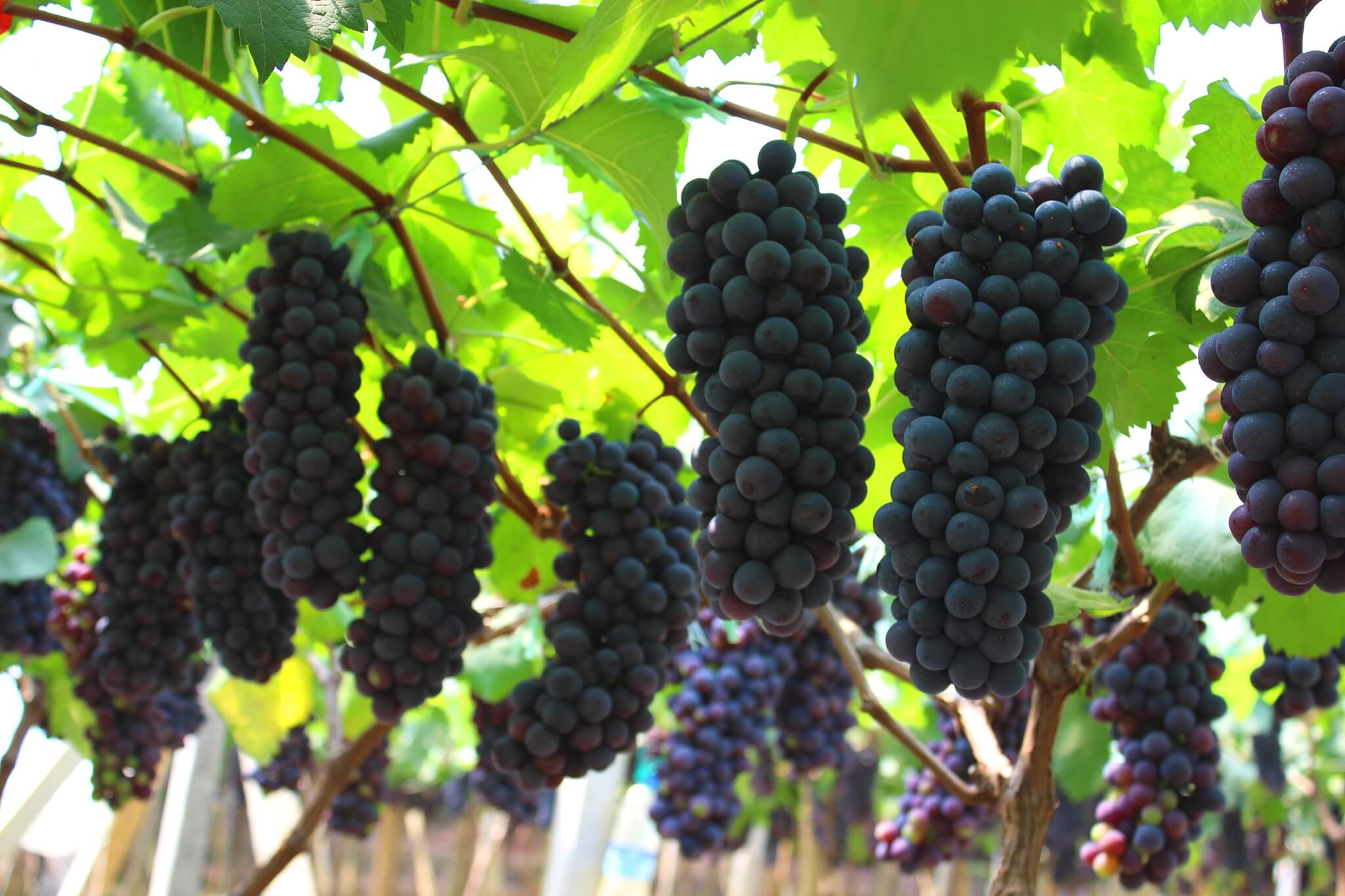 山西黑提 葡萄批发价格 黑提和红提的区别 葡萄种植基地