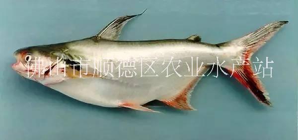 巴沙鱼养殖技术图片