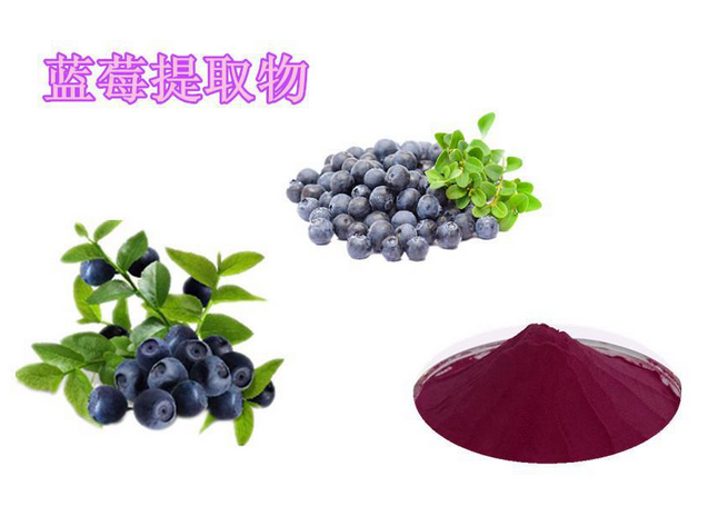 蓝莓提取物 10:1 蓝莓粉