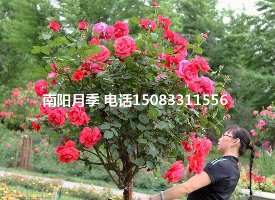 黑龙江市月季树2-5年生批发
