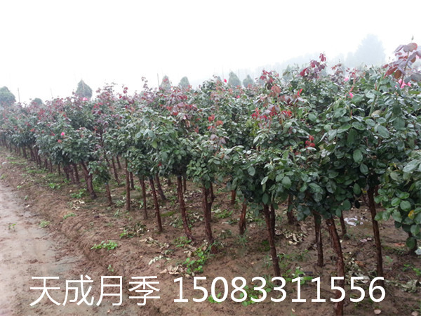 潍坊市爬墙月季分类 威海市月季苗圃 烟台市绿化月季 南昌市月季树种植技术图片