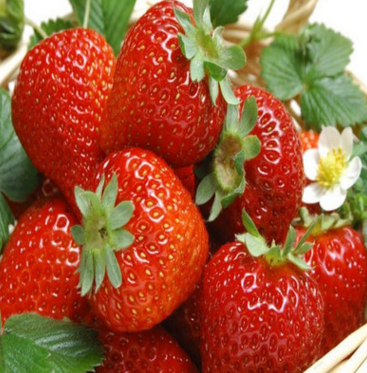品种优良丰香草莓苗 产量高甜查理草莓苗 大面积种植草莓苗