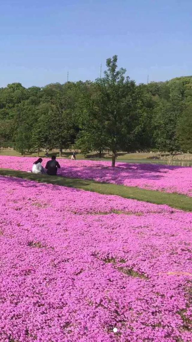 芝樱花厂家青州芝樱花厂家  芝樱花销售  芝樱花小苗订购  质量好的芝樱花批发厂家