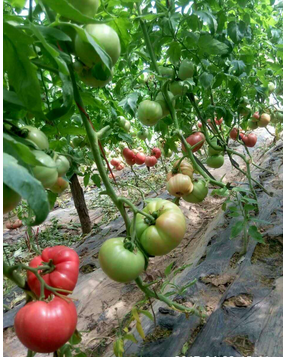 保定市西红柿种植销售厂家