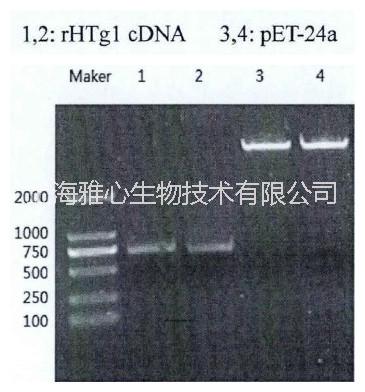 重组猪胰蛋白酶重组猪胰蛋白酶的HPLC纯化