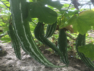 蛇瓜 泰国杂交蛇瓜 蛇瓜哪里有卖 蛇瓜种植方法