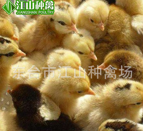 长期专业批发自养高产高质量柴鸡苗 脱温可预售土鸡苗图片