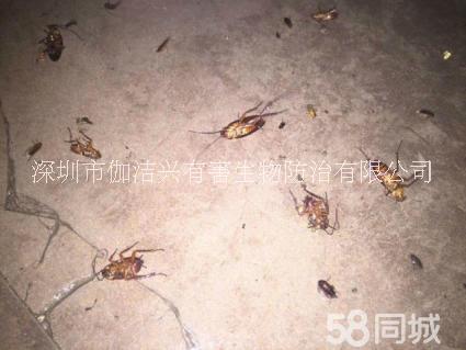 深圳市专业上门灭白蚁、灭蟑螂、灭臭虫厂家