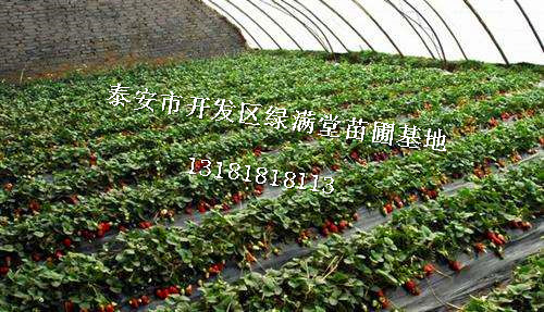 泰安草莓苗种植企业草莓苗批发图片