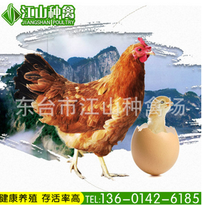 草鸡直售可预售纯种养殖江山草鸡二号 高存活率第四代花凤鸡