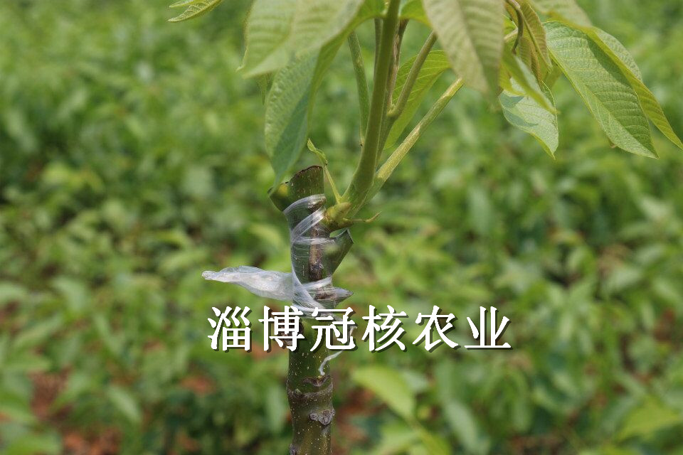 核桃苗 核桃苗价格 核桃苗批发 薄皮核桃苗 冠核一号核桃嫁接苗 核桃原种苗