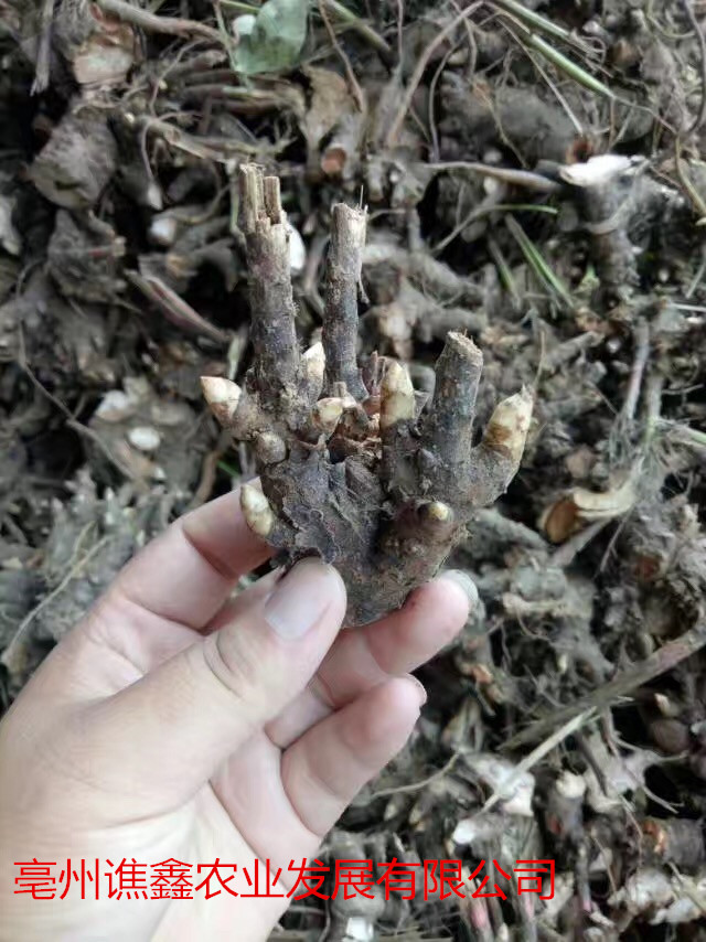 白芍 观赏芍药  白芍药 观赏芍药 赤芍药中药材 白芍药观赏芍药 白芍药观赏芍药赤芍药各种中药材