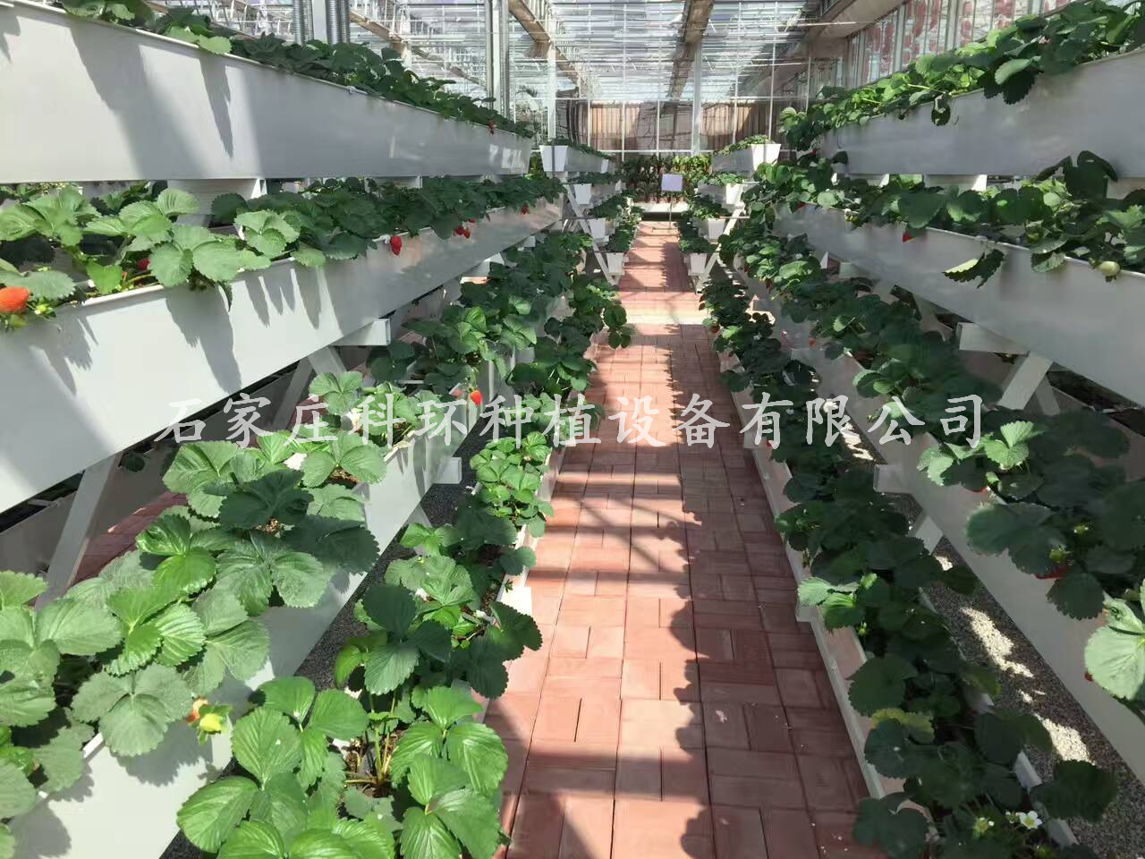 石家庄科环种植设备有限公司 四季草莓育苗基地 草莓种植槽图片