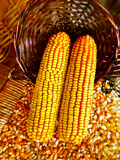平度市玉米的营养价值   玉米种植收购图片