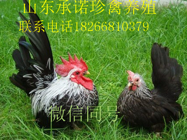 元宝鸡的品种 元宝鸡的品种与养殖