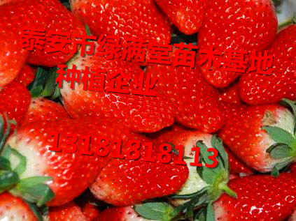 草莓苗-草莓苗批发基地批发