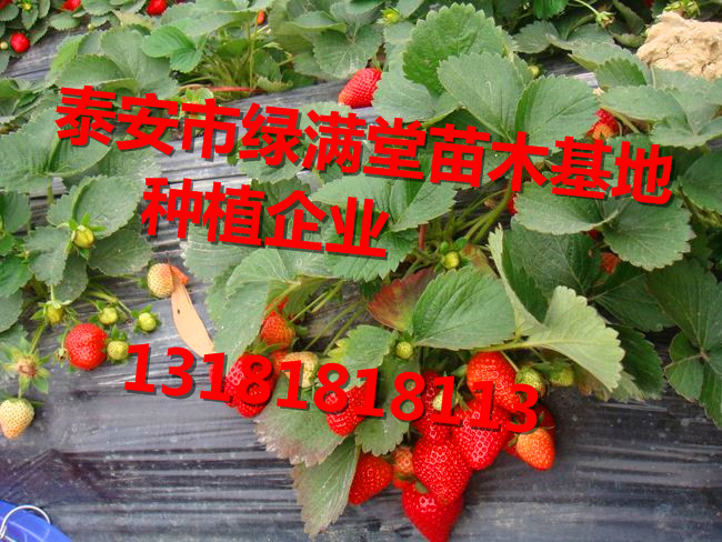 草莓苗交易品台草莓苗交易品台