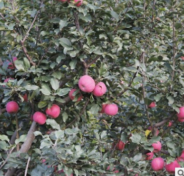 苹果苗厂家进口果树苗木 苹果树苗 嫁接苹果苗 当年结果苗新红星苹果树苗