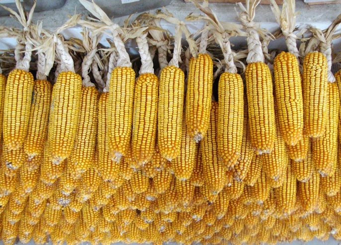 内蒙古玉米种植销售