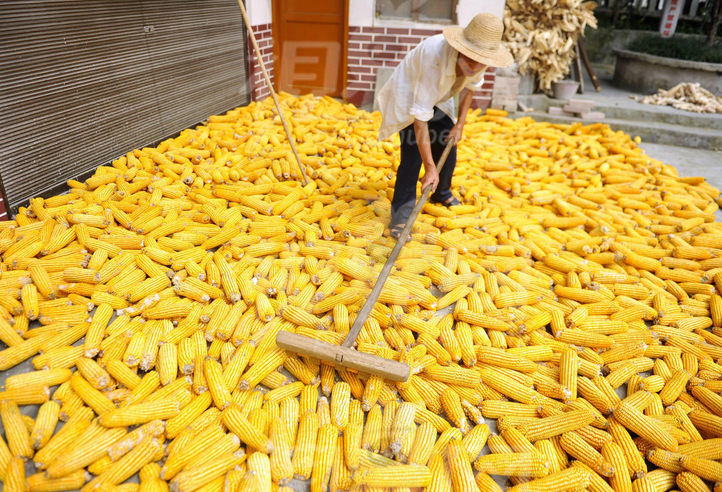 厂家种植销售玉米    玉米的营养价值图片