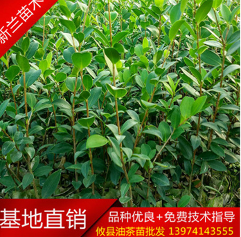 长林油茶苗长林油茶苗 长林油茶苗批发 长林油茶苗厂家 长林油茶苗供应商