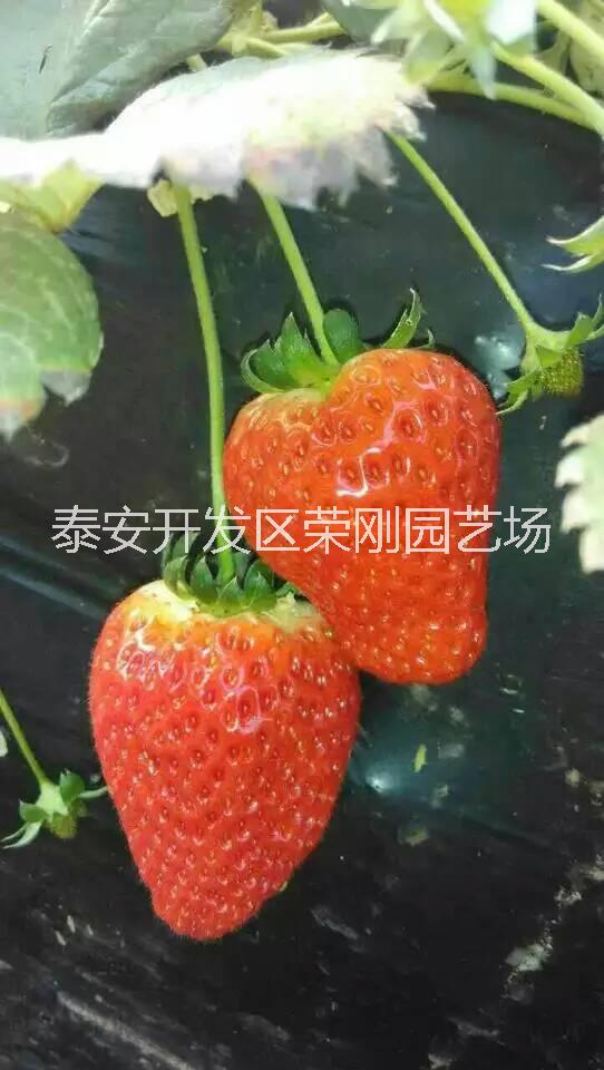 红颜草莓苗.
