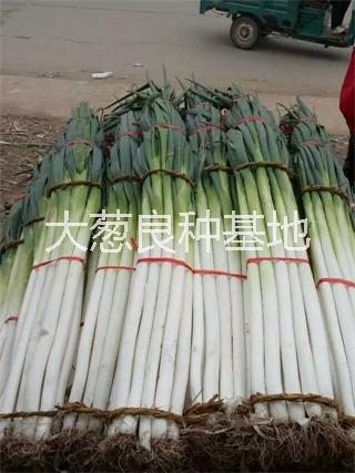 济南市高产钢葱种子  日本钢葱种子厂家