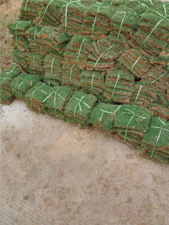 福建台湾草供应 草皮供应哪家好 优质低价草皮供应