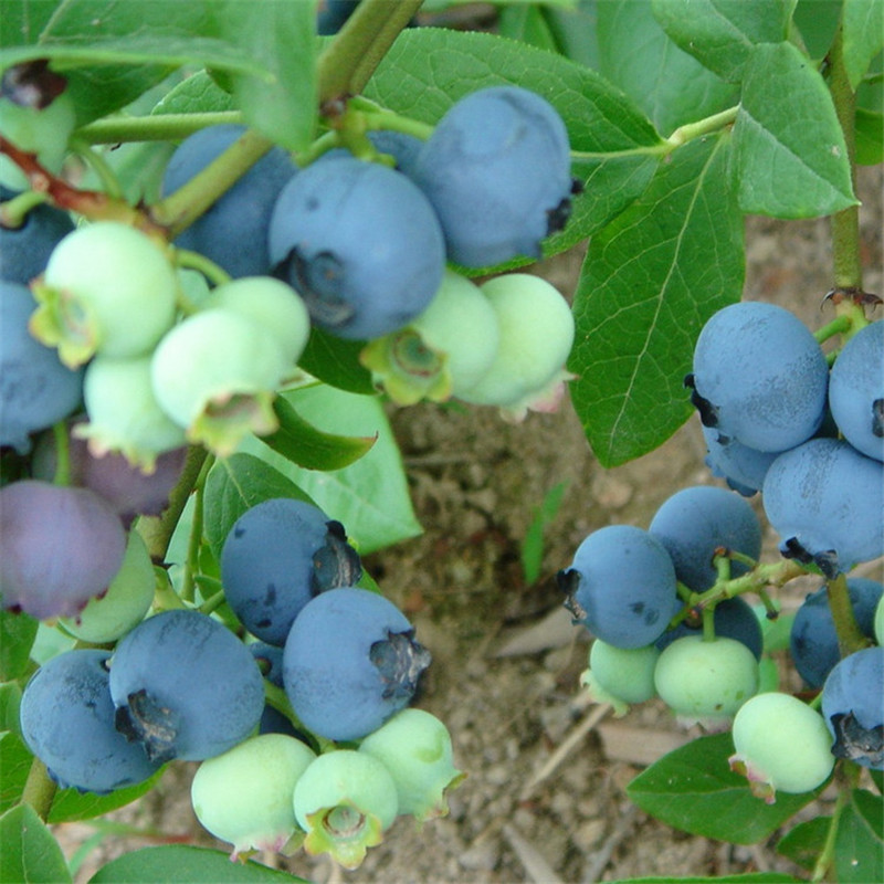泰安蓝莓苗 2年3年蓝莓苗多少钱一棵 蓝莓苗几年结果 1亩地需要多少株蓝莓苗 山东蓝莓苗种植批发基地