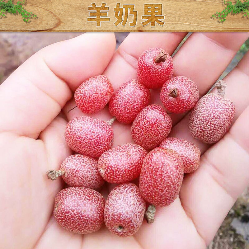 杭州市羊奶果厂家野果牛虱子果野果羊奶果，2017新品新型野果种植批发