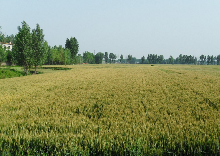 沧州市小麦种植厂家河北小麦种植   小麦批发销售