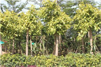 玉林市富贵榕厂家供应直径8公分优质产品富贵榕，花叶高山榕,园林绿化苗木