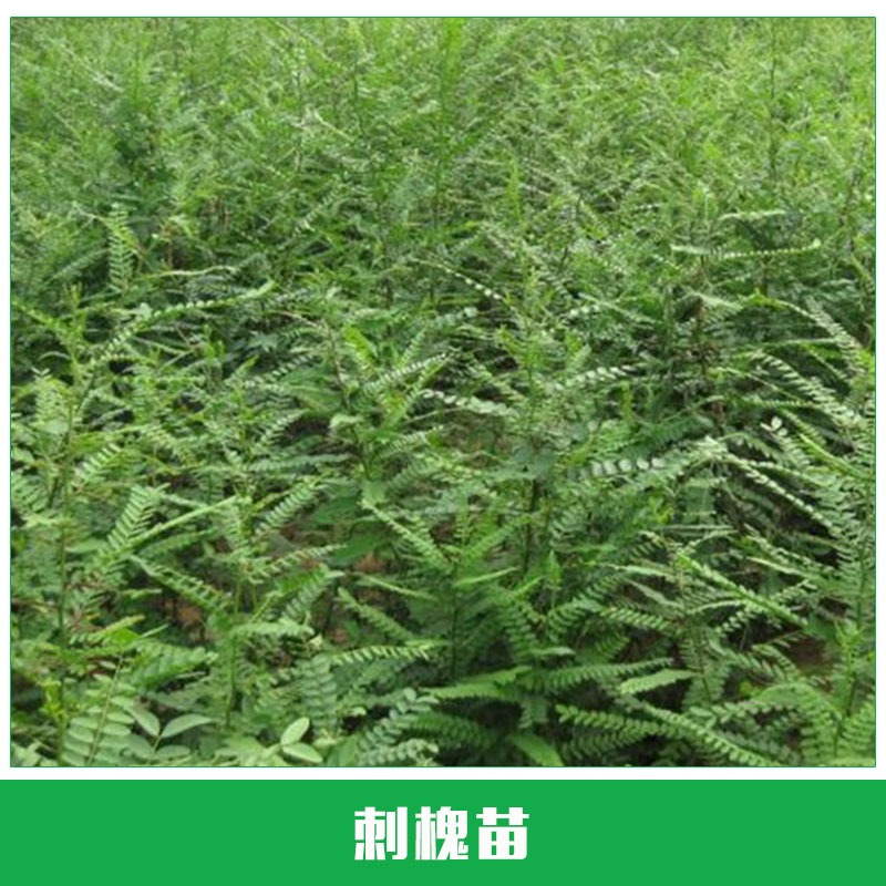 刺槐苗供应 龙爪槐树苗 刺槐树 绿化苗木 香花槐 规格齐全 欢迎来电咨询图片