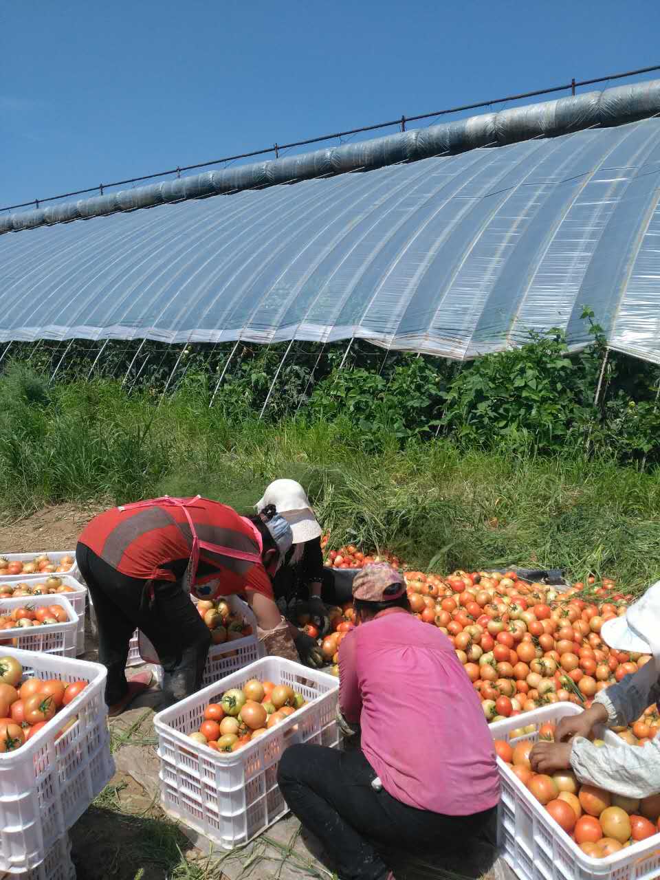 元宝山区西红柿种植销售   蔬菜种植销售