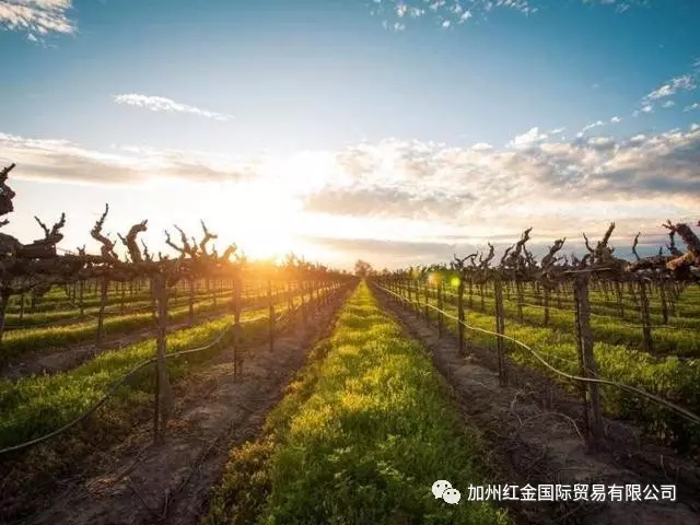 广州市豪诗赤霞珠红葡萄酒2014年厂家豪诗赤霞珠红葡萄酒2014年