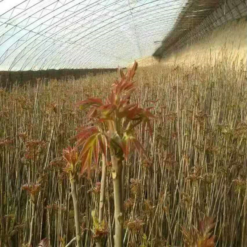 山东香椿苗种植栽培红油香椿价格便宜免费技术指导图片